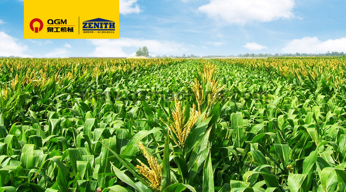 365博彩官网T10全自动生产线落户玉米的故乡——记墨西哥首条全自动生产线